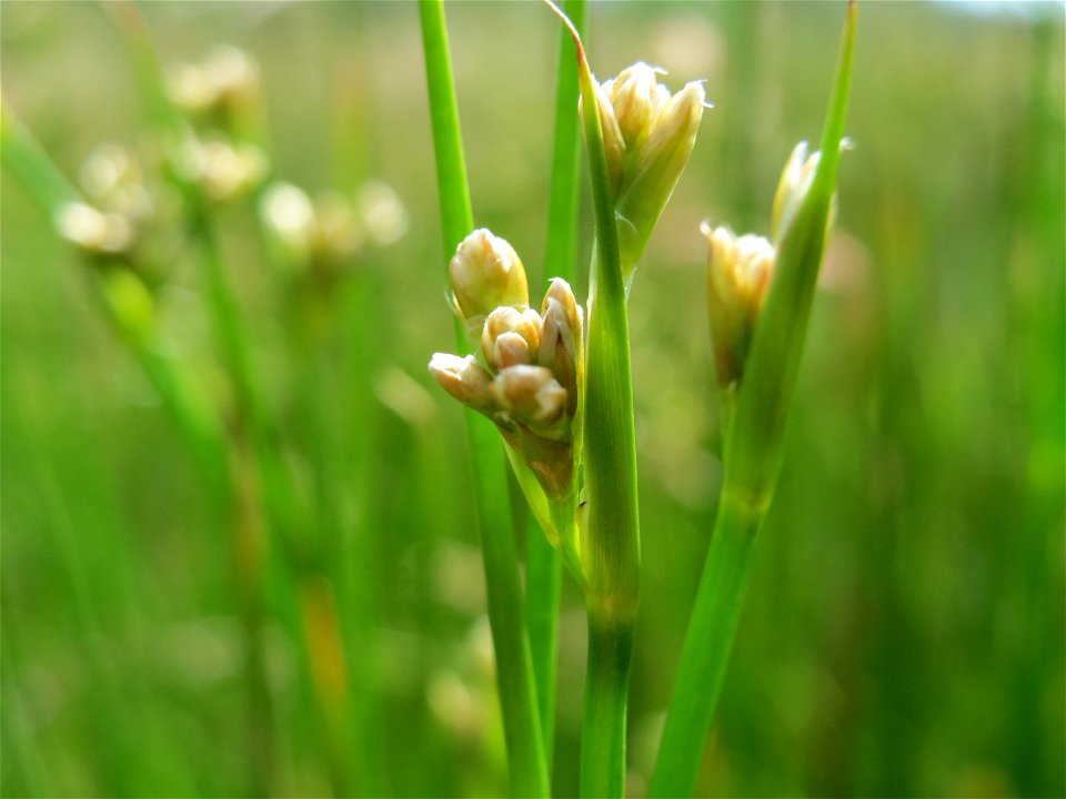 Spitzblütige Binse (Juncus acutiflorus) in den Horststückern im Landschaftsschutzgebiet Hockenheimer Rheinbogen