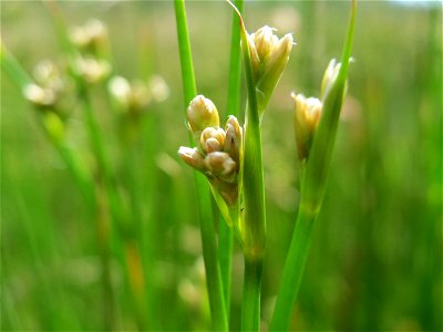 Spitzblütige Binse (Juncus acutiflorus) in den Horststückern im Landschaftsschutzgebiet Hockenheimer Rheinbogen photo