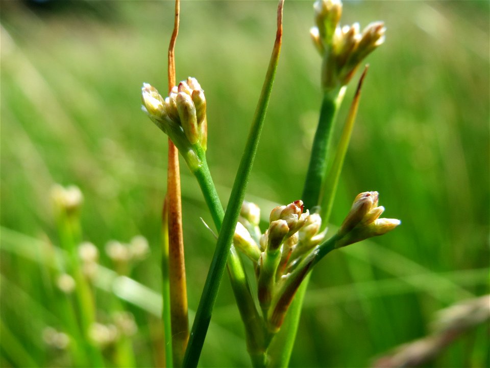 Spitzblütige Binse (Juncus acutiflorus) in den Horststückern im Landschaftsschutzgebiet Hockenheimer Rheinbogen