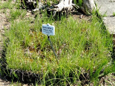 Carex hirta specimen in the Botanischer Garten München-Nymphenburg, Munich, Germany.