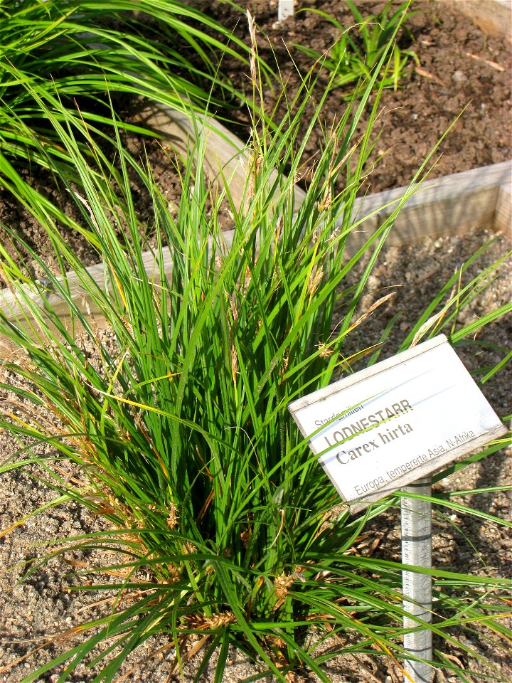 Carex hirta - Oslo botanical garden, Oslo, Norway.
