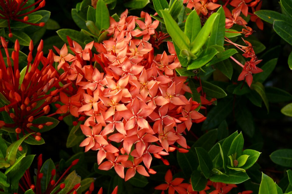 Bloom salmon tropical