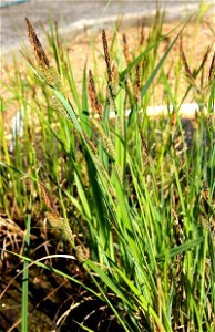 Young flowering plant Carex riparia from the Botanical Gardens of Charles University, Prague, Czech Republic