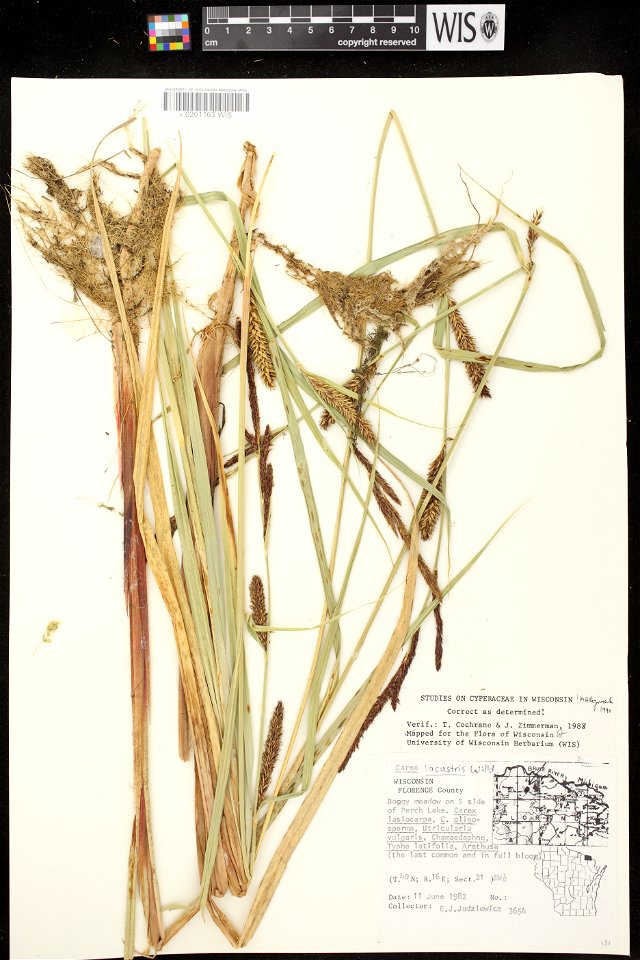 Carex riparia