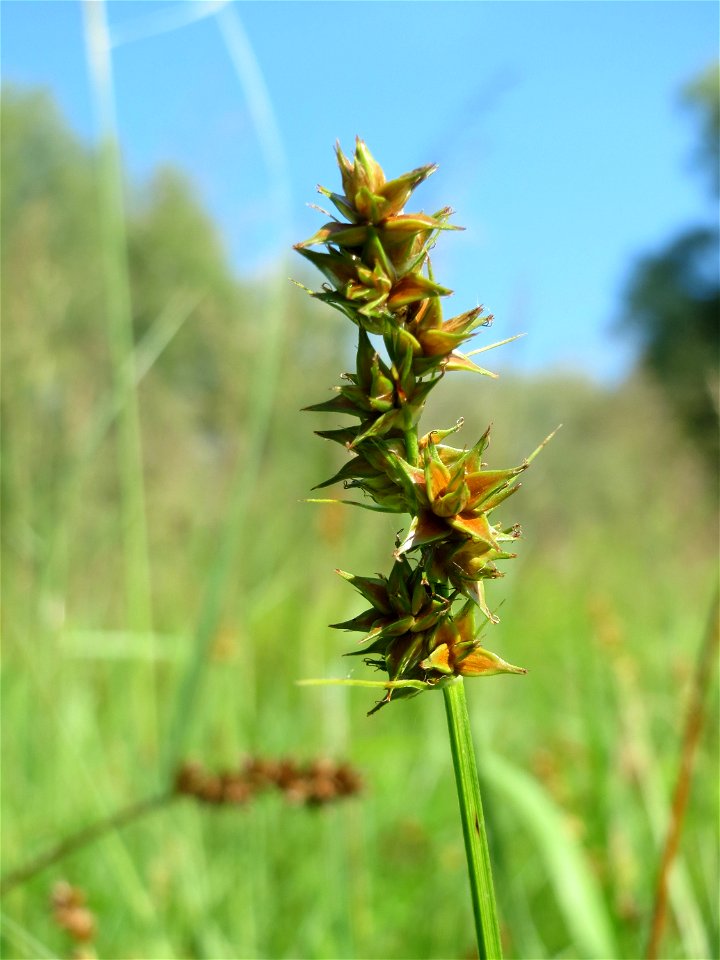 Stachel-Segge (Carex spicata) im Naturschutzgebiet „St. Arnualer Wiesen“