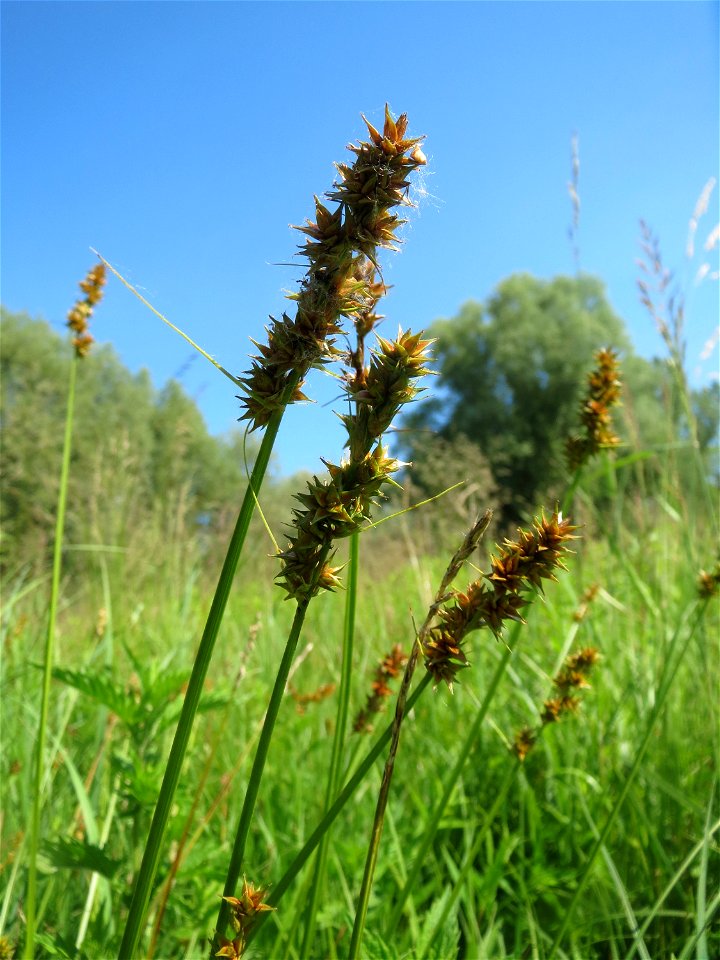 Stachel-Segge (Carex spicata) im Naturschutzgebiet „St. Arnualer Wiesen“