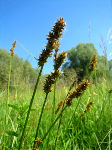 Stachel-Segge (Carex spicata) im Naturschutzgebiet „St. Arnualer Wiesen“