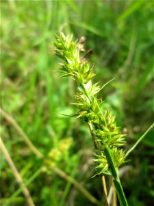 Stachel-Segge (Carex spicata) im Naturschutzgebiet „St. Arnualer Wiesen“