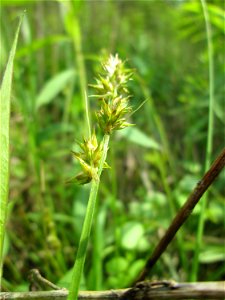 Stachel-Segge (Carex spicata) im Naturschutzgebiet „St. Arnualer Wiesen“