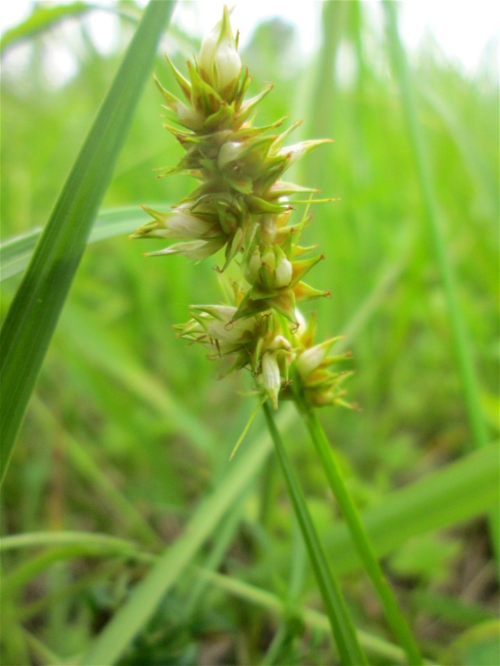 Stachel-Segge (Carex spicata) im Naturschutzgebiet „St. Arnualer Wiesen“