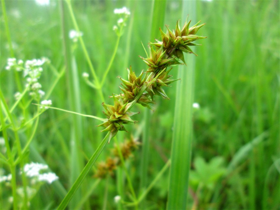 Stachel-Segge (Carex spicata) im Naturschutzgebiet „St. Arnualer Wiesen“