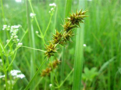 Stachel-Segge (Carex spicata) im Naturschutzgebiet „St. Arnualer Wiesen“