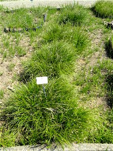 Carex spicata specimen in the Botanischer Garten München-Nymphenburg, Munich, Germany.