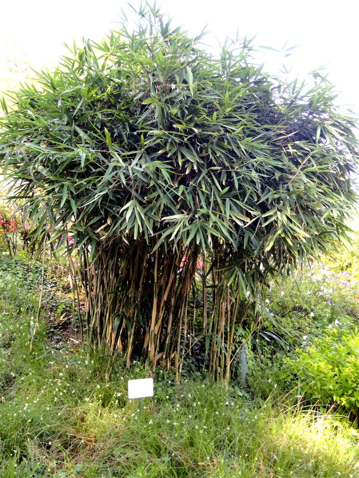 Pseudosasa japonica specimen in the Villa Carlotta (Tremezzo), on Lake Como, Italy.