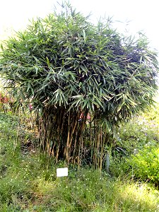 Pseudosasa japonica specimen in the Villa Carlotta (Tremezzo), on Lake Como, Italy.