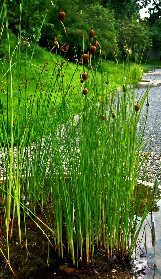 Typha minima, from Botanical Garden of Charles University in Prague, Czech Republic
