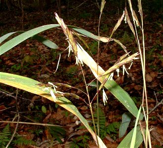 Arundinaria gigantea in bloom, Gadsden Co. FL USA