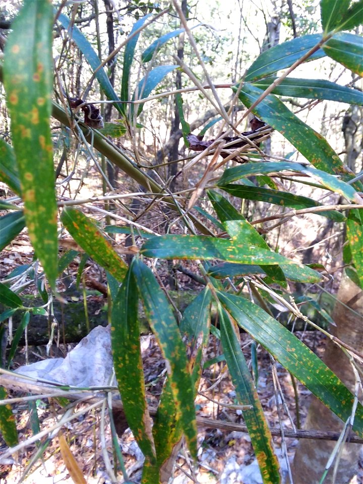 river cane (Arundinaria gigantea)