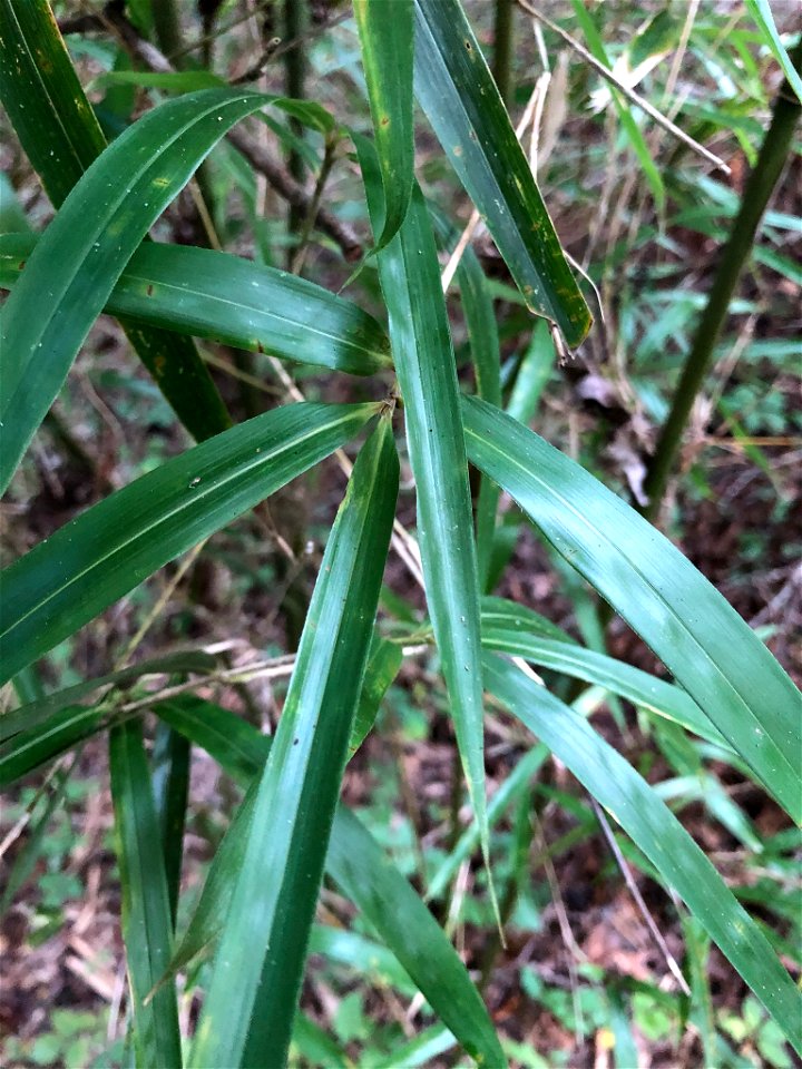 river cane (Arundinaria gigantea)