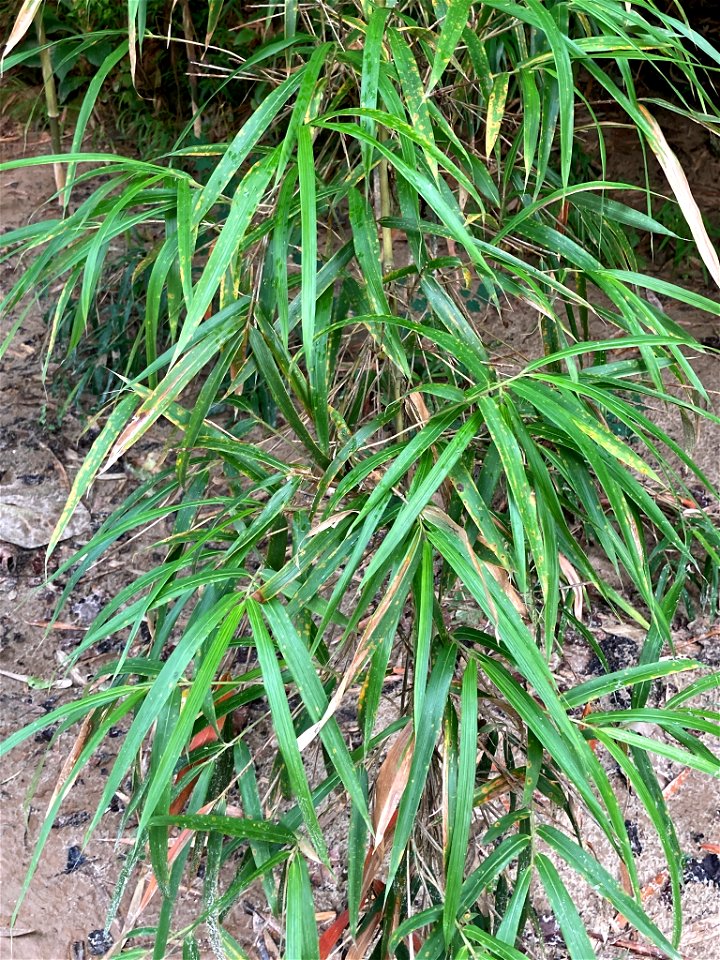 river cane (Arundinaria gigantea)