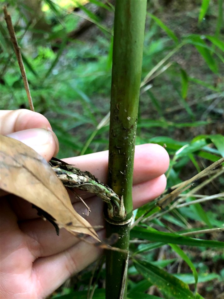river cane (Arundinaria gigantea)