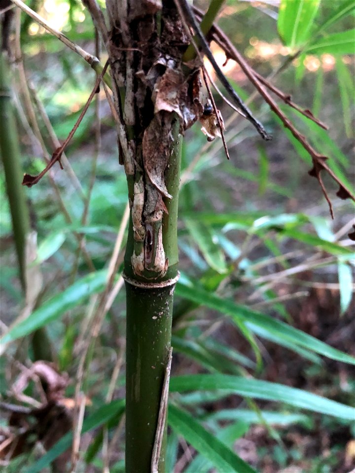 river cane (Arundinaria gigantea)