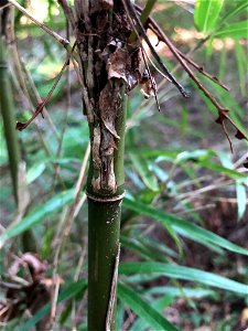 river cane (Arundinaria gigantea) photo
