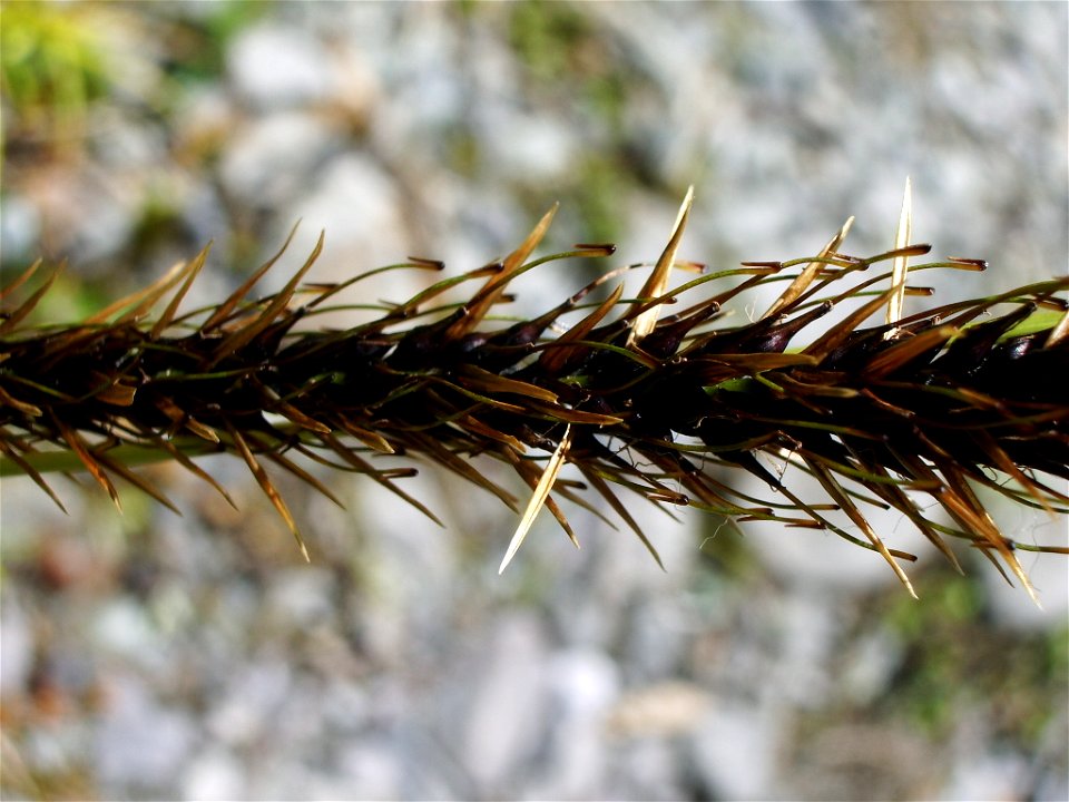 Uncinia sp.,  "hooking grass", Fiordland, New Zealand. At Hollyford Track.