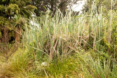 Typha orientalis