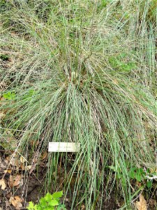 Stipa lemmonii specimen in the University of California Botanical Garden, Berkeley, California, USA.