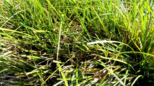 Broad-leaved snow tussock (Māori:haumata) in New Zealand