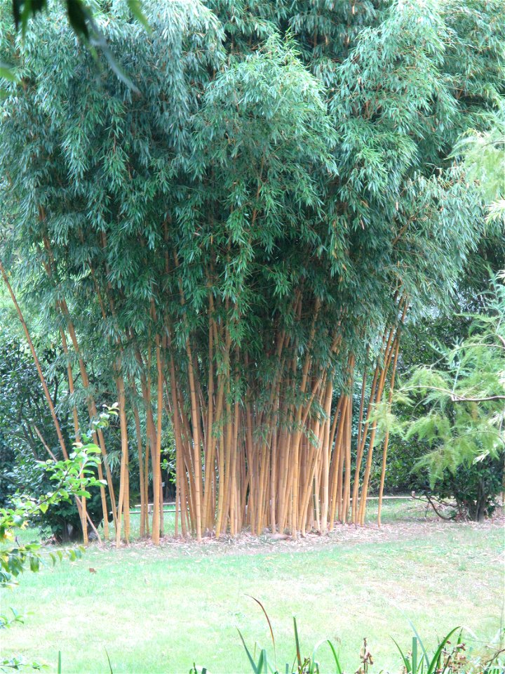 Phyllostachys bambusoides in the bambouseraie de Prafrance, Gard, France.