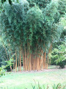 Phyllostachys bambusoides in the bambouseraie de Prafrance, Gard, France. photo