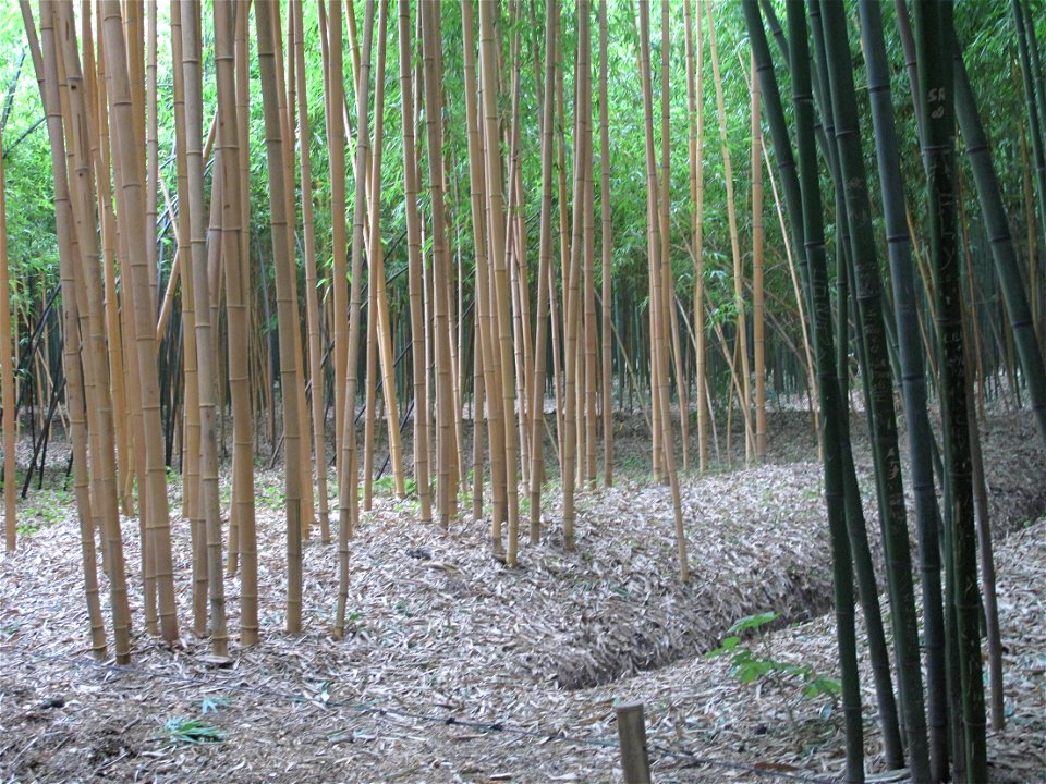 Phyllostachys bambusoides in the bambouseraie de Prafrance, Gard, France.