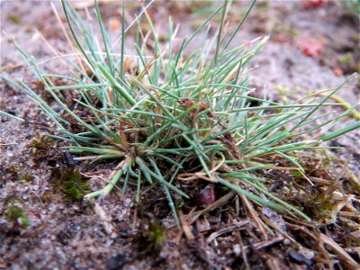 Silbergras (Corynephorus canescens) im Naturschutzgebiet Hirschacker und Dossenwald