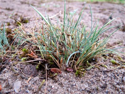 Silbergras (Corynephorus canescens) im Naturschutzgebiet Hirschacker und Dossenwald