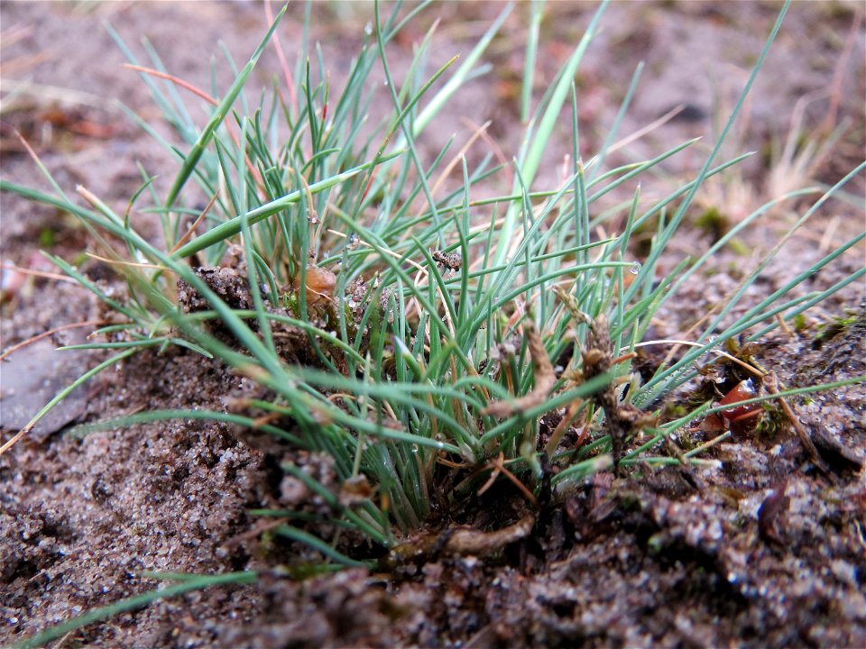 Silbergras (Corynephorus canescens) im Naturschutzgebiet Hirschacker und Dossenwald