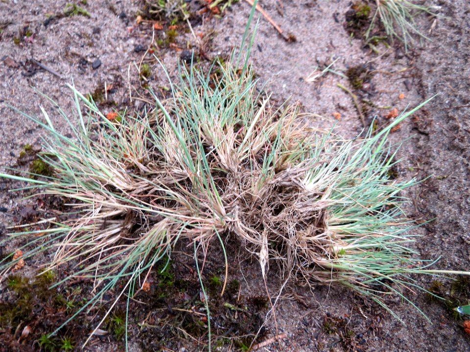Silbergras (Corynephorus canescens) im Naturschutzgebiet Hirschacker und Dossenwald