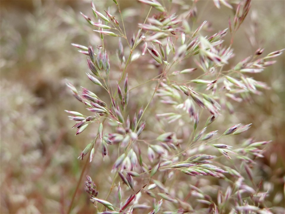 Silbergras (Corynephorus canescens) im Naturschutzgebiet Hirschacker und Dossenwald