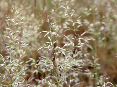 Silbergras (Corynephorus canescens) im Naturschutzgebiet Hirschacker und Dossenwald