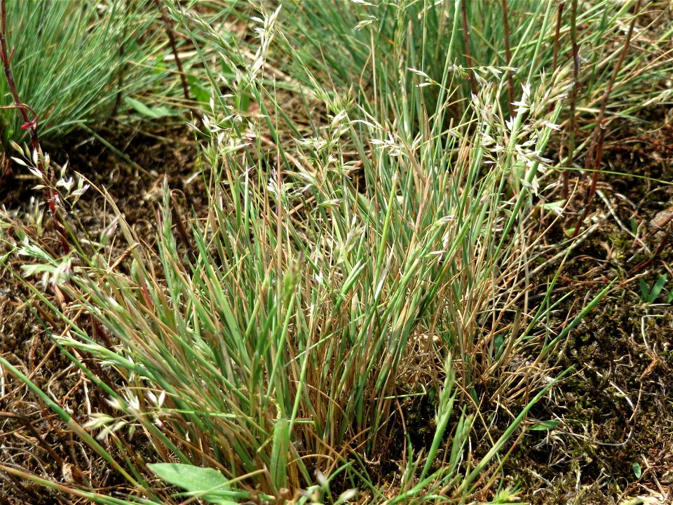 Silbergras (Corynephorus canescens) im Naturschutzgebiet Gewann Frankreich-Wiesental