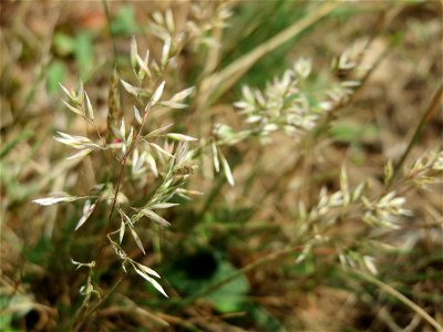 Silbergras (Corynephorus canescens) im Naturschutzgebiet Gewann Frankreich-Wiesental