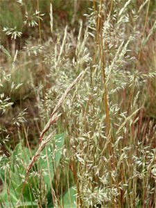 Silbergras (Corynephorus canescens) im Naturschutzgebiet Gewann Frankreich-Wiesental