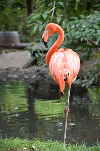 Bird pen colorful photo