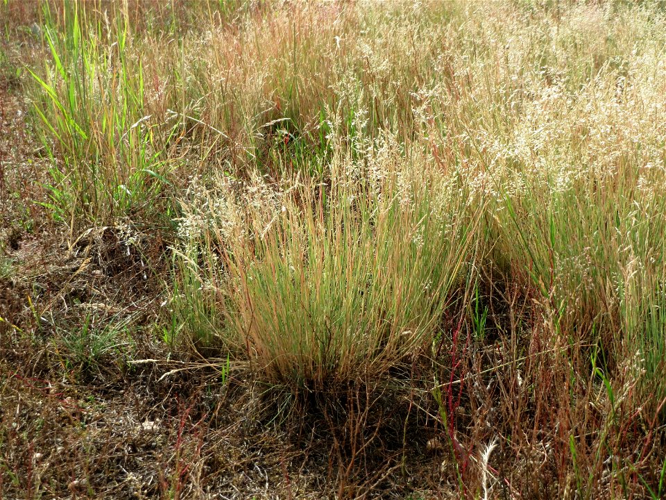 Silbergras (Corynephorus canescens) im Naturschutzgebiet Gewann Frankreich-Wiesental
