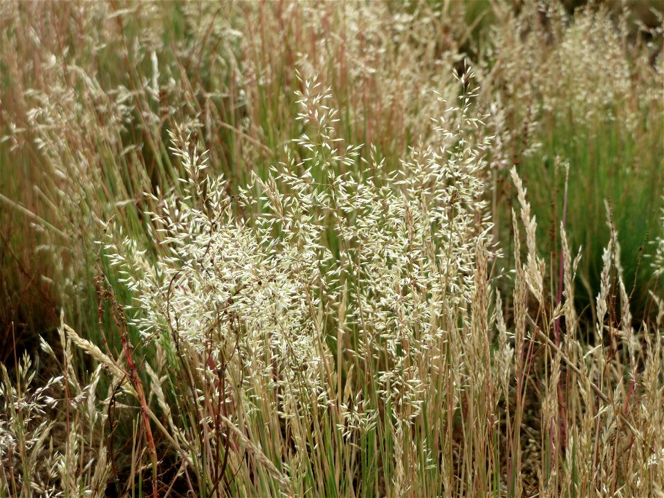 Silbergras (Corynephorus canescens) im Naturschutzgebiet Gewann Frankreich-Wiesental