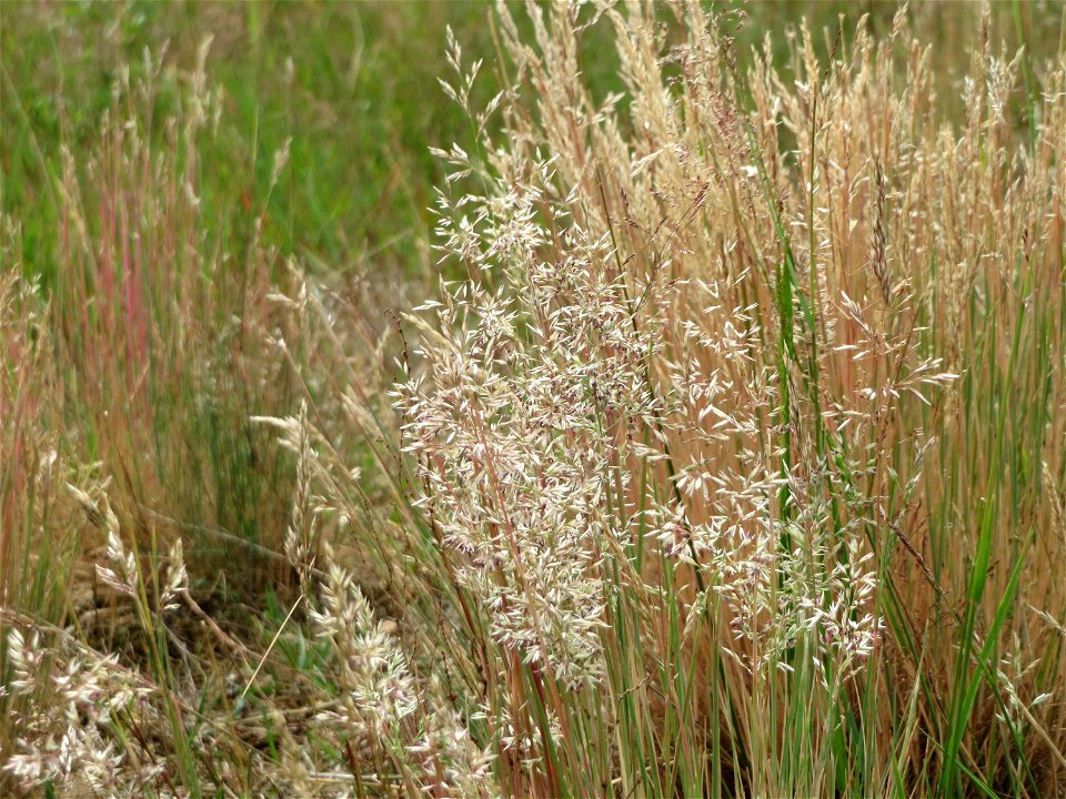 Silbergras (Corynephorus canescens) im Naturschutzgebiet Gewann Frankreich-Wiesental