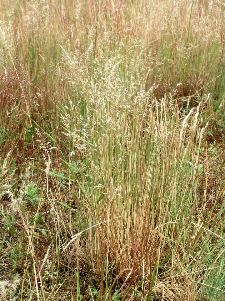 Silbergras (Corynephorus canescens) im Naturschutzgebiet Gewann Frankreich-Wiesental