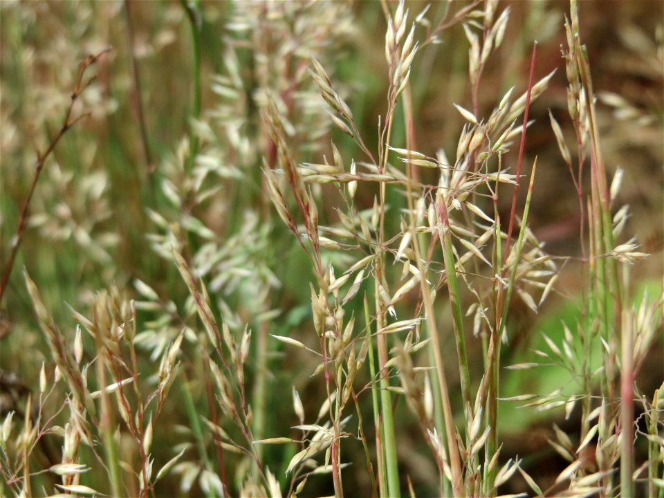 Silbergras (Corynephorus canescens) im Naturschutzgebiet Gewann Frankreich-Wiesental
