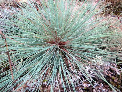 Silbergras (Corynephorus canescens) auf einer Binnendüne im Schwetzinger Hardt